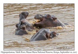 Hippopotamus