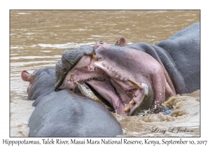 Hippopotamus