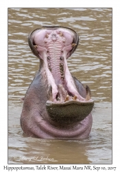 Hippopotamus