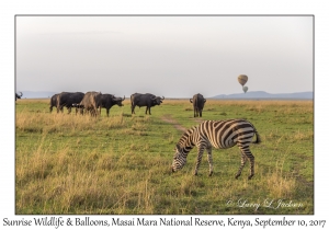 Wildlife & Balloons