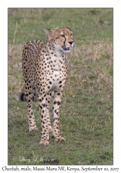 Cheetah