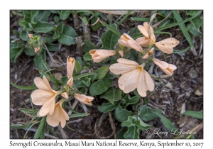 Serengeti Crossandra