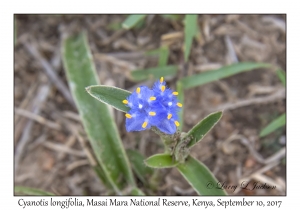 Cyanotis longifolia