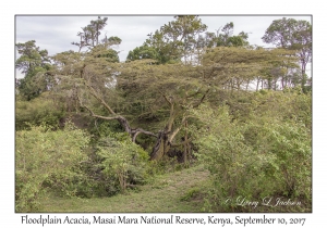 Floodplain Acacia