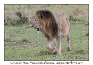 Lion