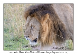 Lion