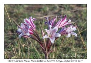 River Crinum