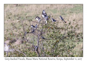 Grey-backed Fiscals