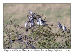 Grey-backed Fiscals