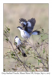 Grey-backed Fiscals