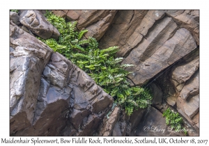 Maidenhair spleenwort