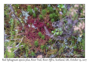 Red Sphagnum specie