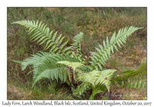 Lady Fern