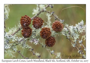 European Larch Cones