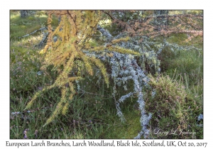 European Larch Branches