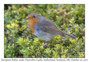 European Robin