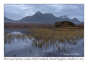 Ben Loyal