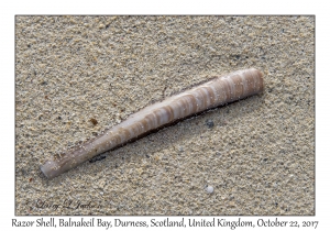 Razor Shell