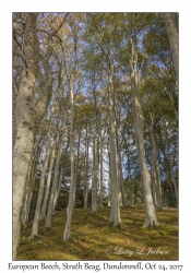 European Beech Trees