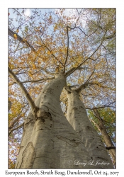 European Beech Trees