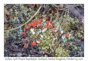 Lichen