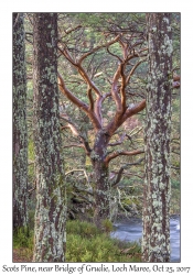 Scots Pines