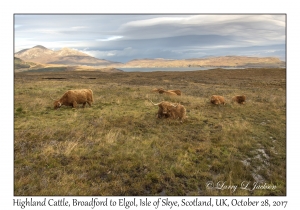 Highland Cattle