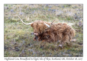 Highland Cow