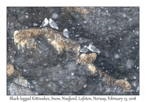 Black-legged Kittiwakes