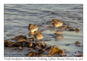 Purple Sandpipers