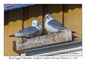 Black-legged Kittiwakes