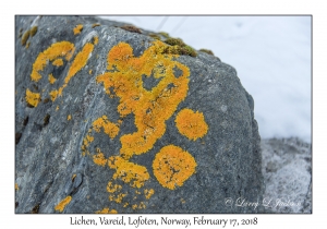 Lichen