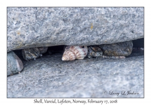 Shell in a Crack