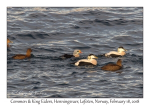 Common & King Eiders