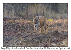 Bengal Tiger