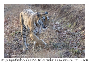 Bengal Tiger