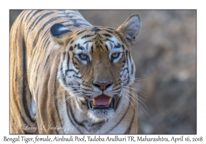 Bengal Tiger