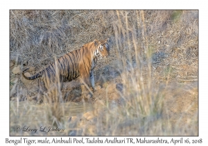 Bengal Tiger