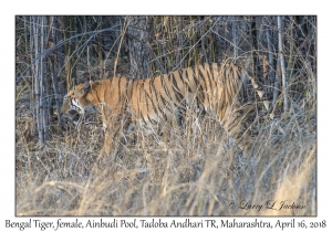 Bengal Tiger