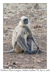 Northern Plains Langur