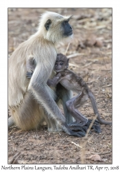 Northern Plains Langur