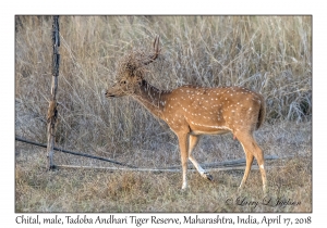 Chital