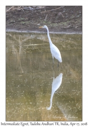 Intermediate Egret