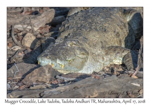 Mugger Crocodile