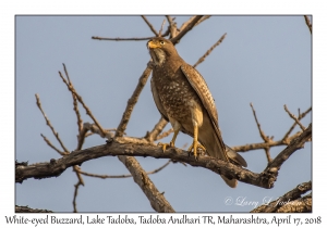 White-eyed Buzzard