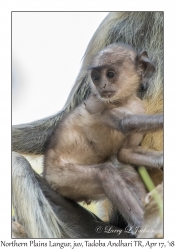 Northern Plains Langur