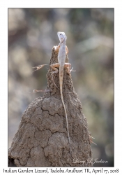 Indian Garden Lizard