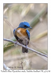 Tickell's Blue Flycatcher