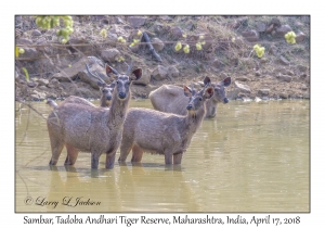 Sambar