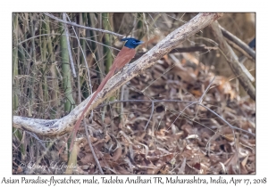 Asian Paradise-flycatcher